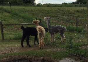 A couple of the boys.